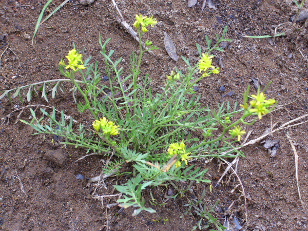 عکس گیاه خاکشیر